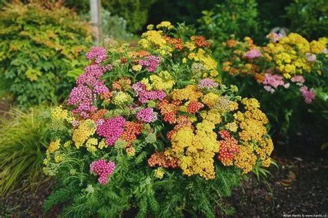 Achillea millefolium "Milly Rock™ Trio Milly Rock™ Trio Yarrow