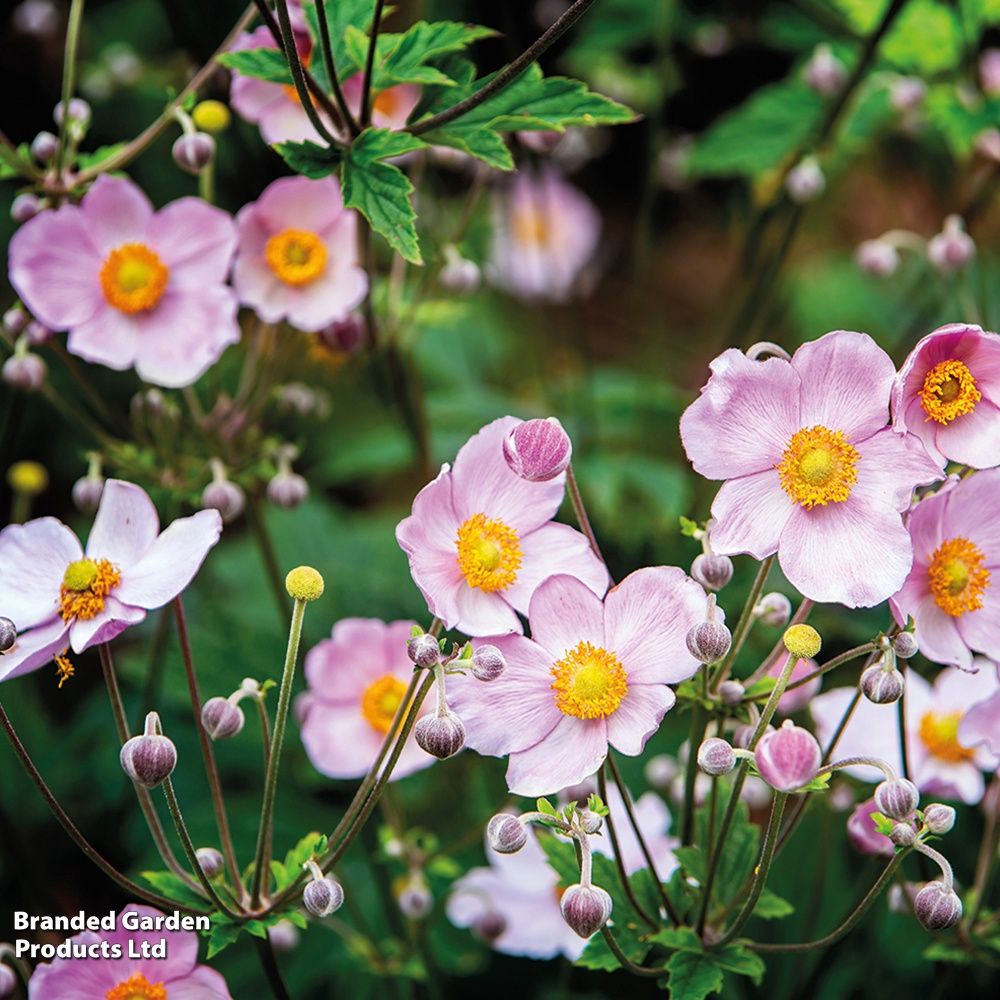 Anemone x hybrida 'September Charm' September Charm Anemone