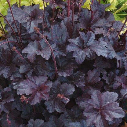 Heuchera "Black Taffeta' Black Taffeta Coral Bells