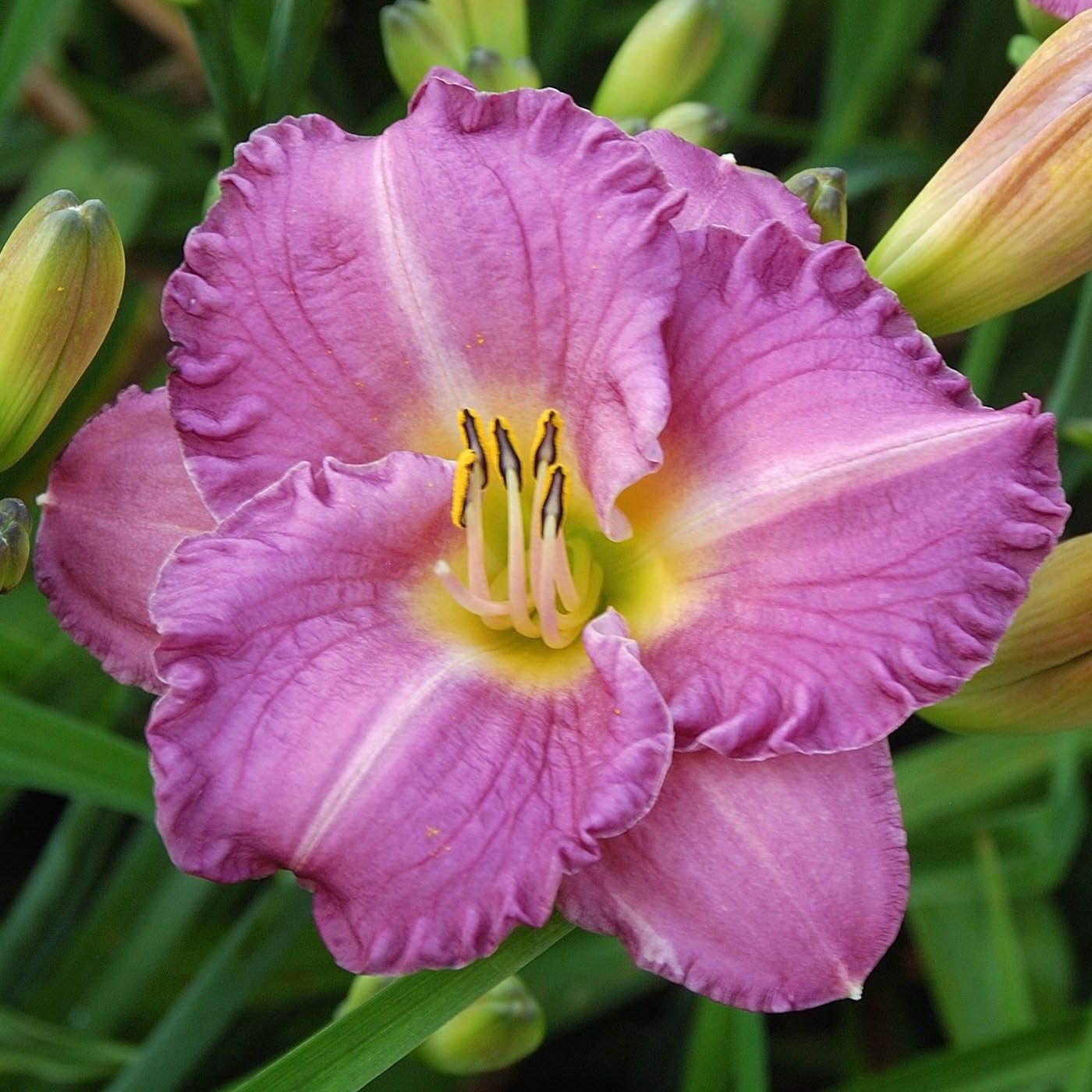 Hemerocallis 'Entrapment' Entrapment Daylily