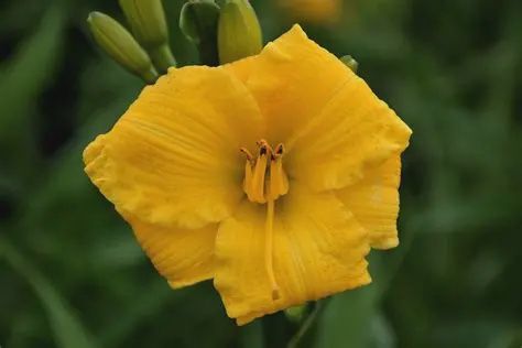 Hemerocallis 'Bakabana' Bakabana Daylily
