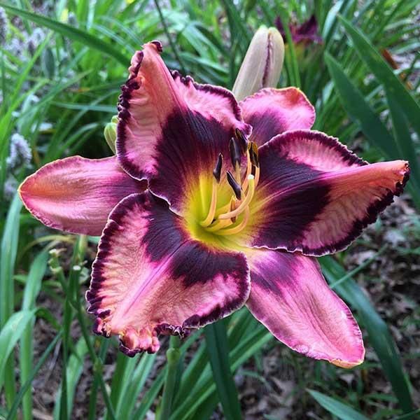 Hemerocallis 'Simmons Overture' Simmons Overture Daylily