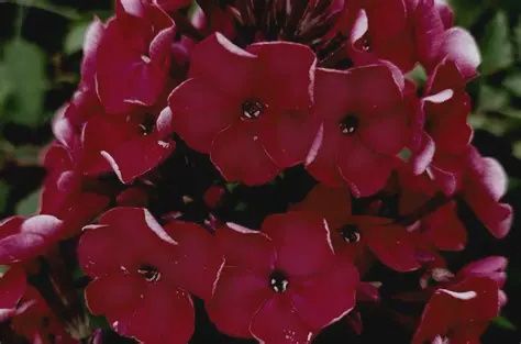 Phlox paniculata Bambini® Chery Crush ''Verschercru' Bambini® Cherry Crush Phlox