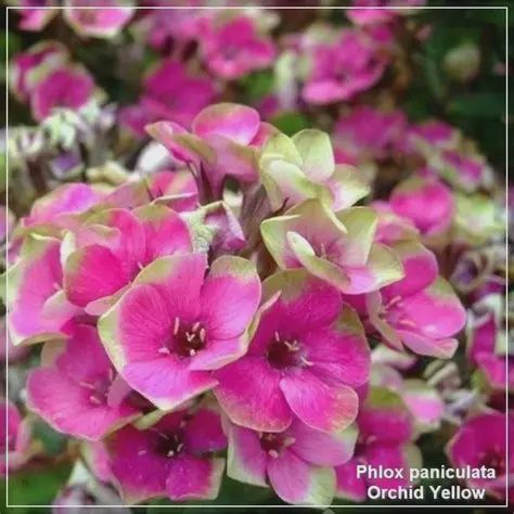 Phlox paniculata ‘Orchid Yellow’ Orchid Yellow Garden Phlox
