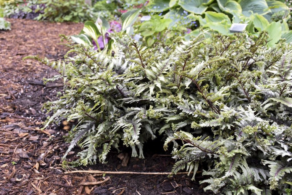 Athyrium niponicum Crested Surf (PW) Crested Surf Japanese Painted Fern (PW)
