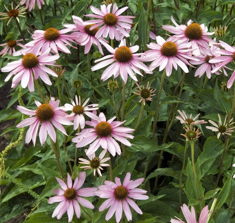 Echinacea angustifolia (NN) Narrow-leaf Coneflower