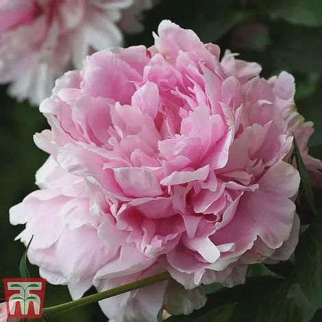 Paeonia lactiflora 'Double Pink' Double Pink Peony