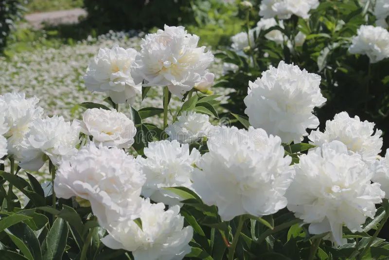 Paeonia lactiflora 'Double White' Double White Peony