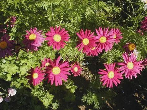 Tanacetum coccineum "Robinson Mix' Painted Daisy Mix