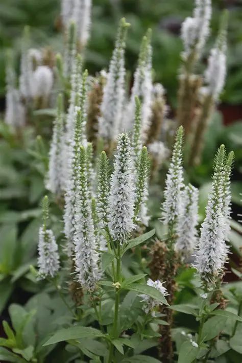 Veronica spicata "Snow Candles' Snow Candles Speedwell