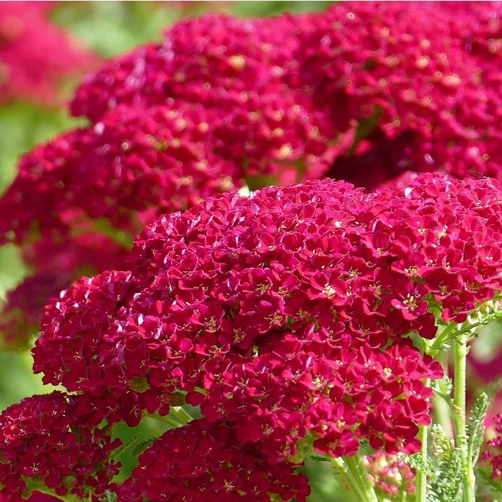 Achillea millefolium New Vintage™ Red New Vintage™ Red Yarrow