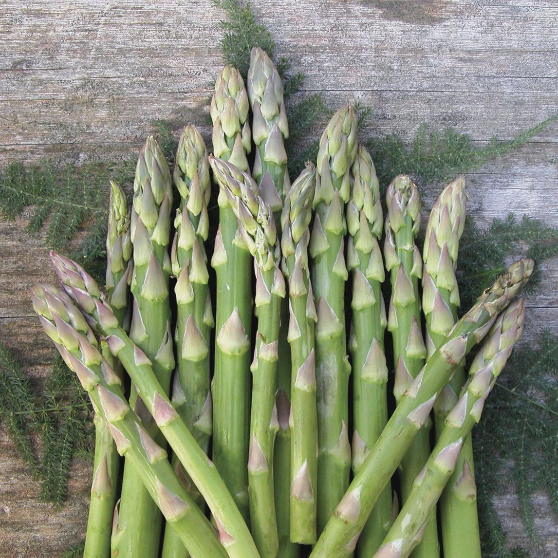 Asparagus Mary Washington Mary Washington Asparagus
