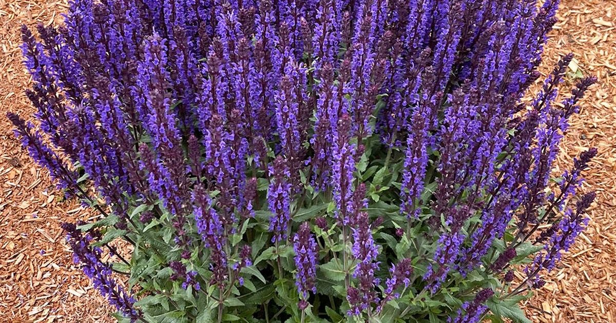 Salvia nemorosa 'Noche' Noche Salvia