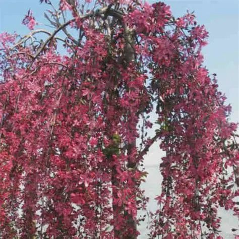 Malus 'Royal Beauty' Royal Beauty Weeping Crabapple