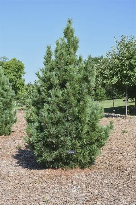 Pinus cembra Swiss Stone Pine