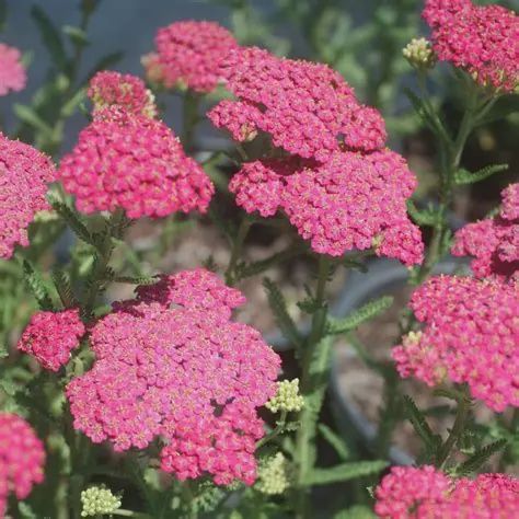 Achillea millefolium New Vintage™ Rose New Vintage™ Rose Yarrow