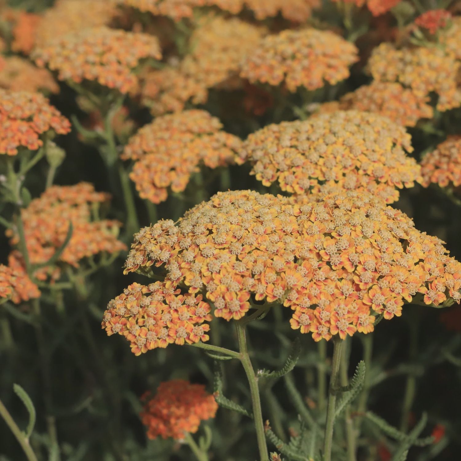 Achillea millefolium New Vintage™ Terracotta New Vintage™ Terracotta Yarrow