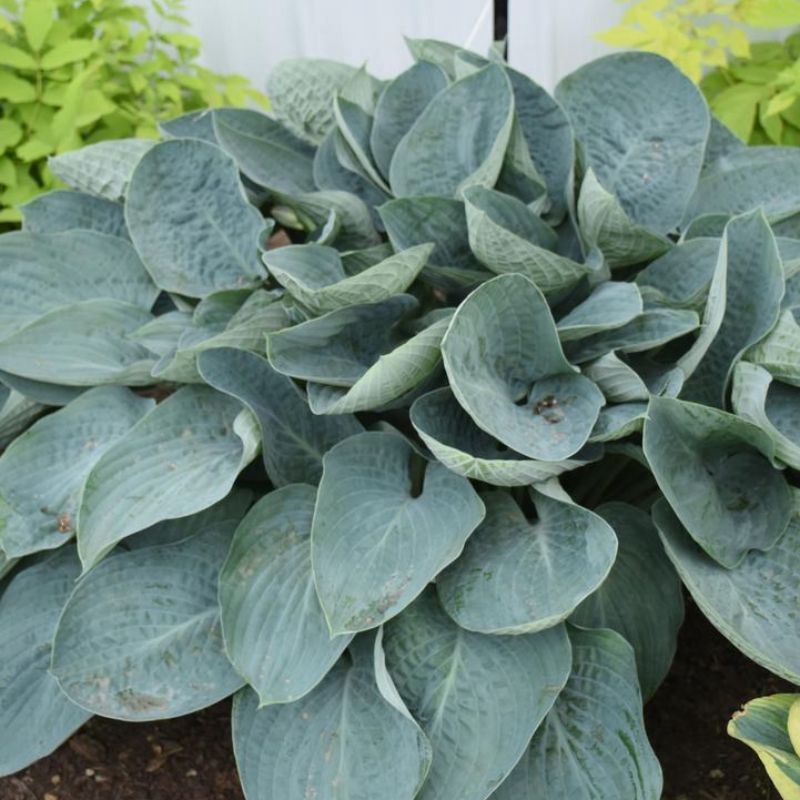Hosta Shadowland® Above the Clouds (PW) Shadowland® Above the Clouds Hosta