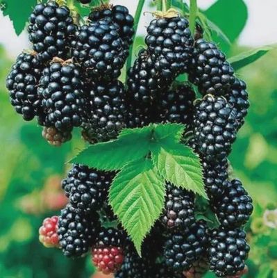 Rubus ursinius 'Black Satin' (NN) Black Satin Blackberry
