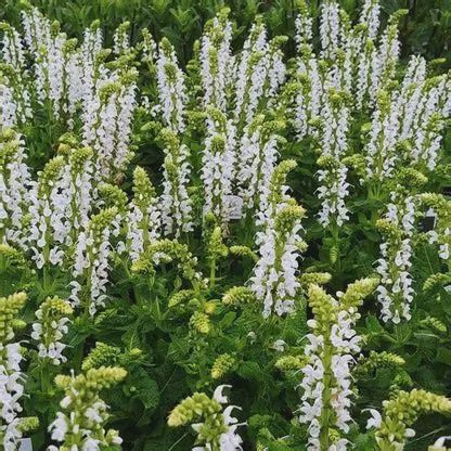Salvia nemorosa 'Bumblesnow' Bumblesnow Salvia