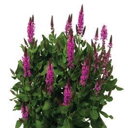 Salvia nemorosa 'Noble Princess' Noble Princess Meadow Sage
