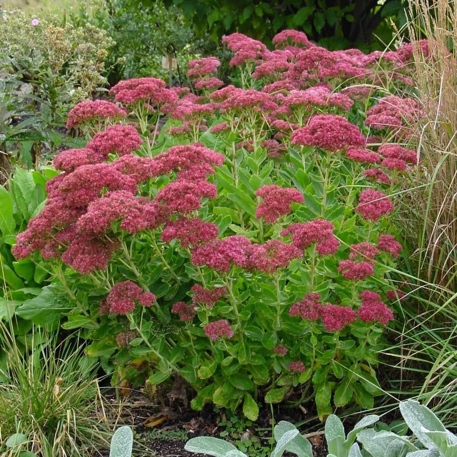 Sedum spectabile 'Autumn Fire' Autumn Fire Stonecrop