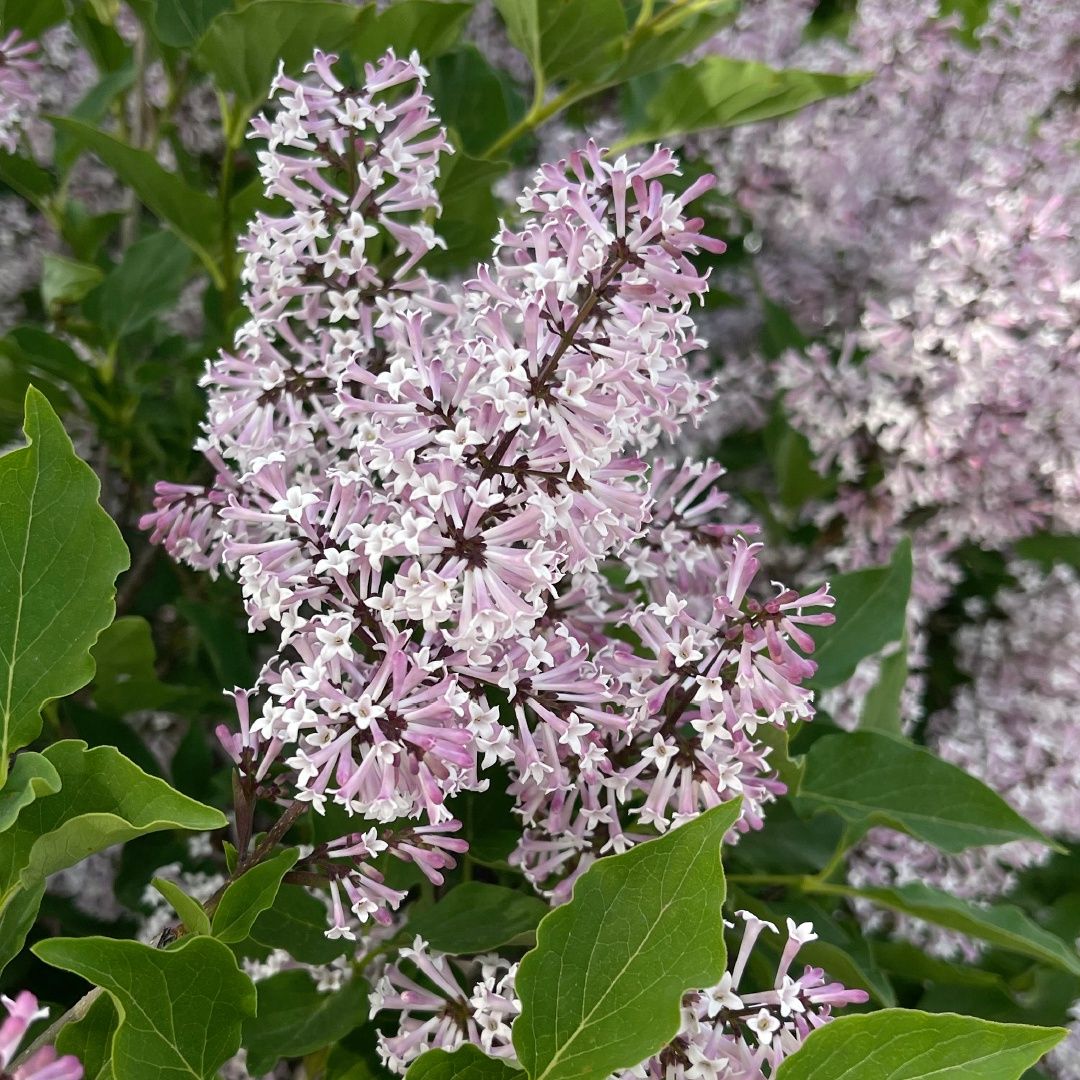 Syringa patula 'Miss Kim' Miss Kim Lilac