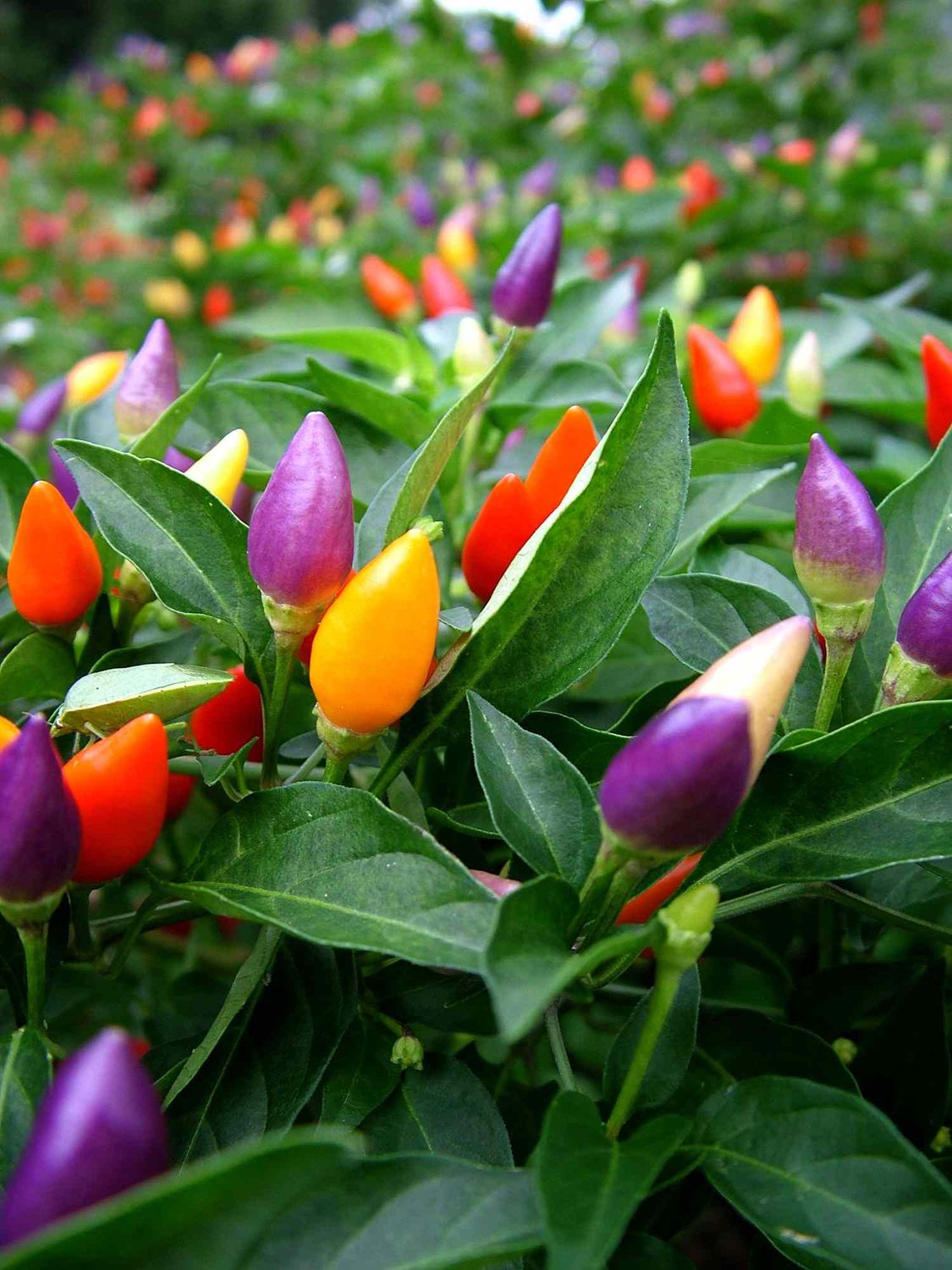 Capsicum annuum Ornamental Pepper