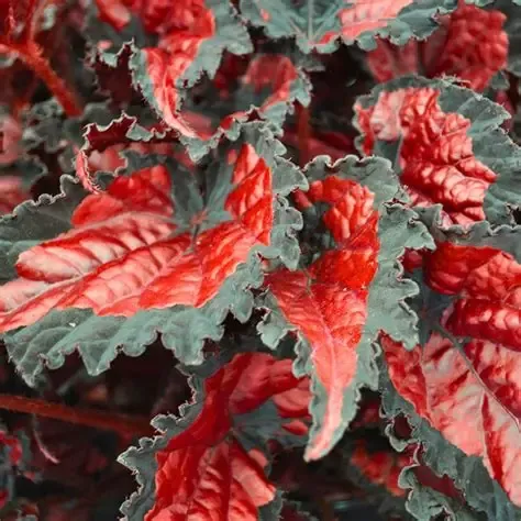 Begonia rex-cultorum ‘Black Cherry’ Black Cherry Rex Begonia