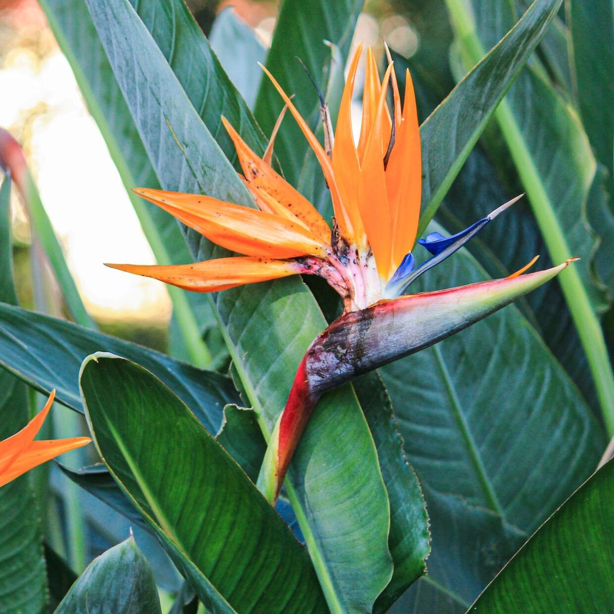 Strelitzia reginae Bird of Paradise (Orange)