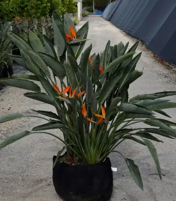 Strelitzia reginae Bird of Paradise (Orange)