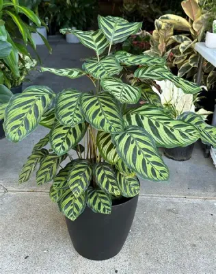 Calathea makoyana Peacock Calathea