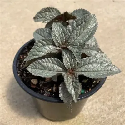 Pilea 'Ellen' Silver Plated Pilea