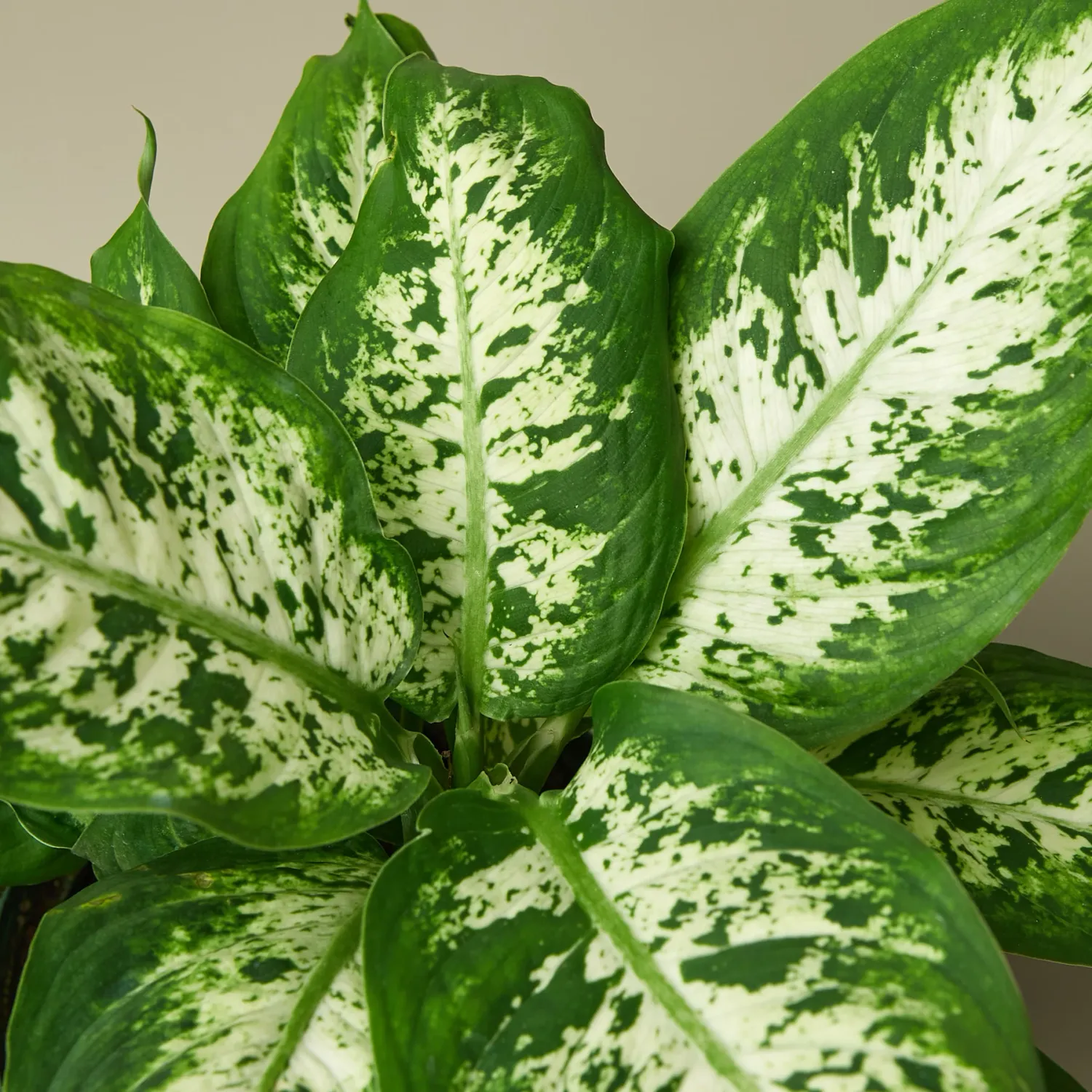 Dieffenbachia x