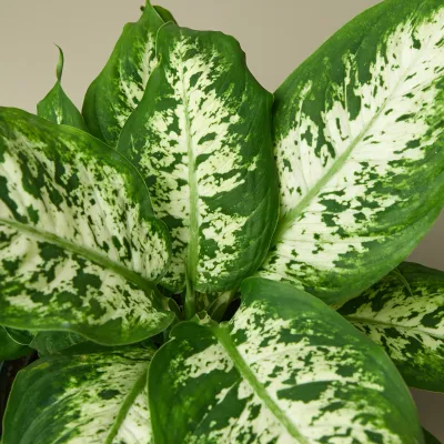 Dieffenbachia x