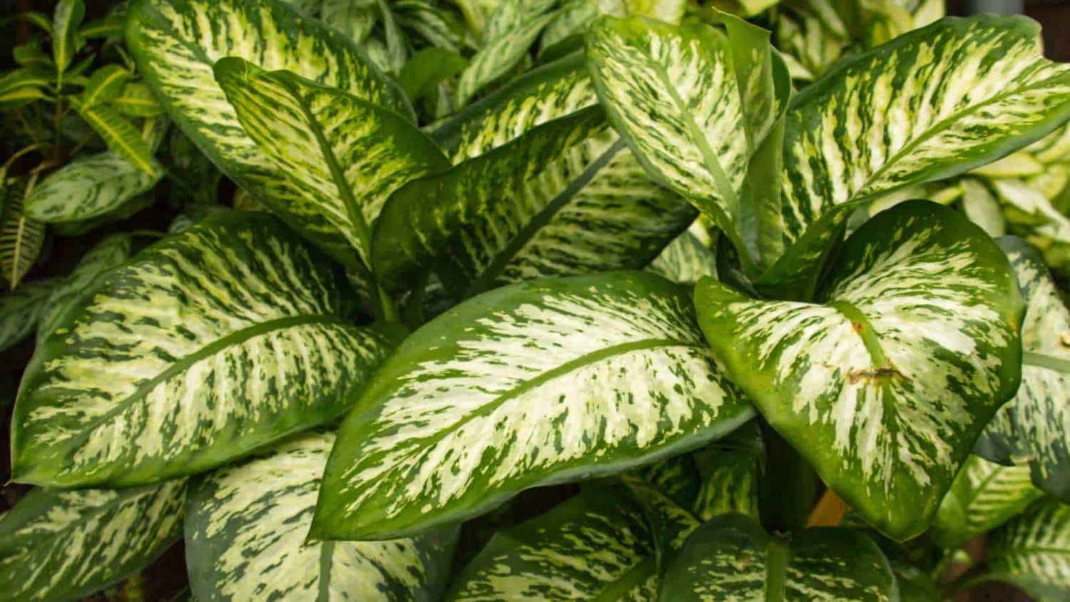 Dieffenbachia x
