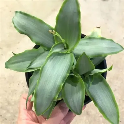 Tradescantia zebrina Tradescantia Silver
