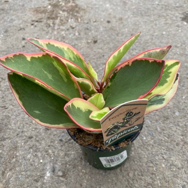 Peperomia obtusifolia Pepperface Peperomia