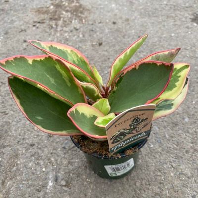 Peperomia obtusifolia Pepperface Peperomia