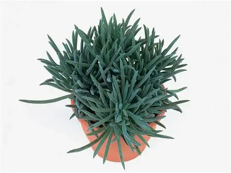 Senecio 'Kilimanjaro' Kilimanjaro Plant