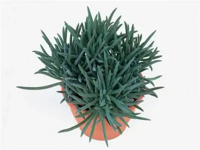 Senecio 'Kilimanjaro' Kilimanjaro Plant