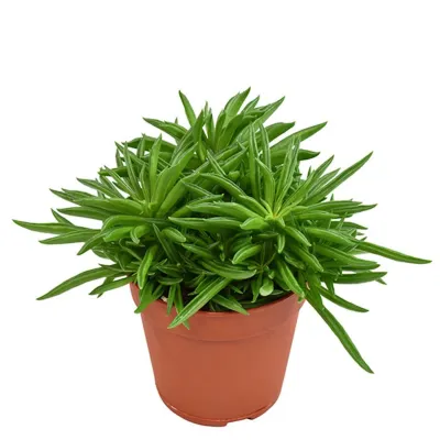 Peperomia ferreyrae Happy Bean Plant