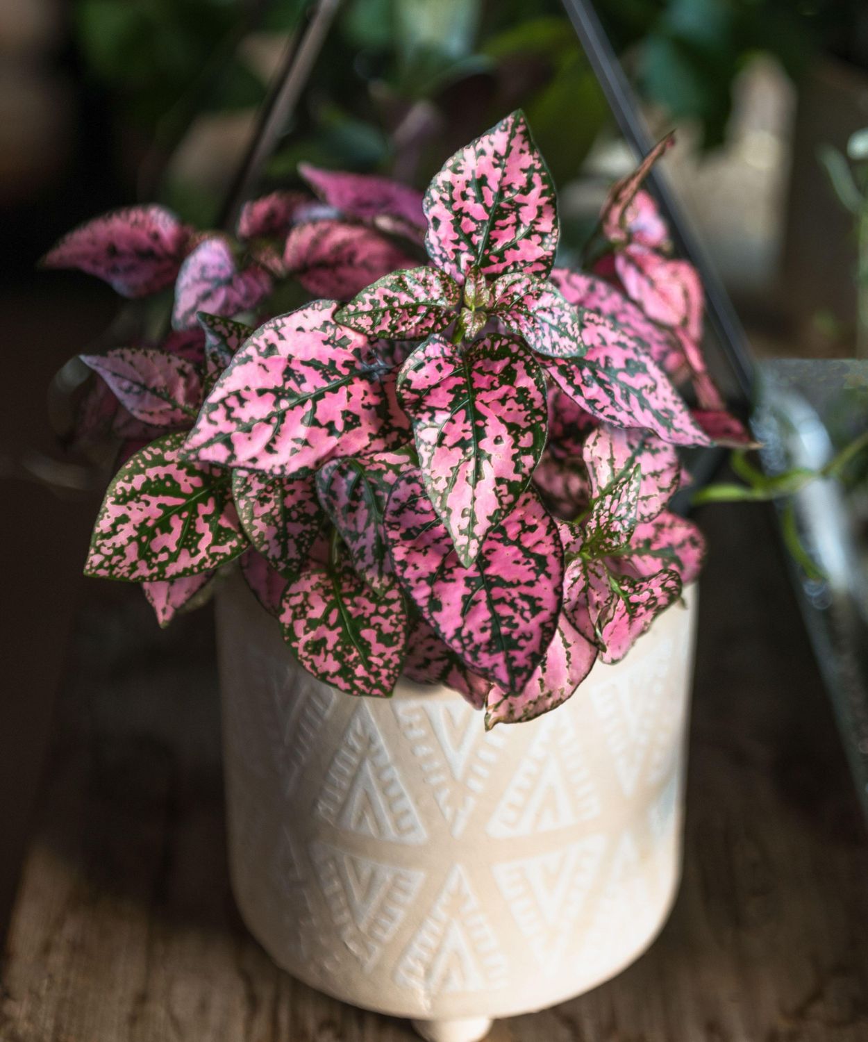 Hypoestes phyllostachya Polka Dot Plant - Pink
