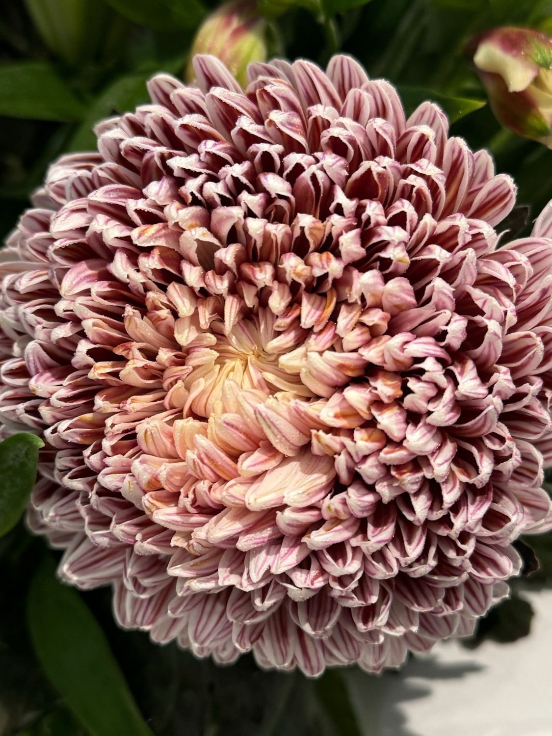 Designers Choice Arrangement