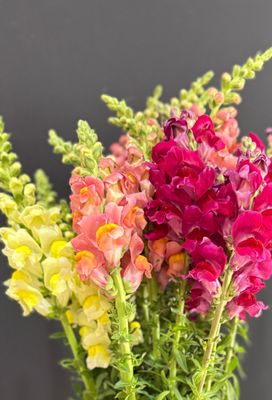 Designers Choice Bouquet