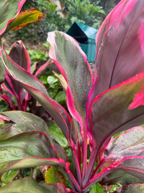 Designers Choice Arrangement