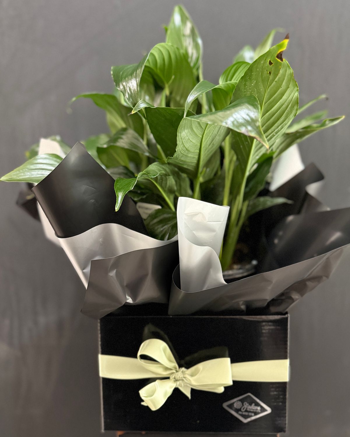 Peace Lily Gift Box – Elegant & Long-Lasting Peace Lily Gift Box – Elegant & Long-Lasting