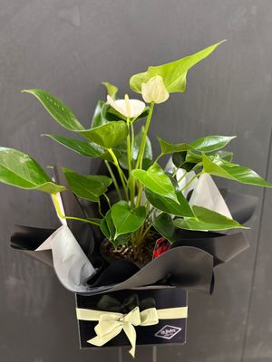Anthurium Gift Box – Elegant, Long-Lasting & Thoughtful