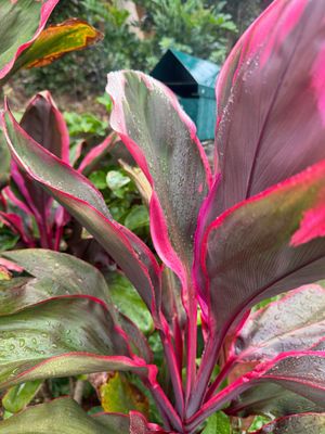 Designers Choice Arrangement 3