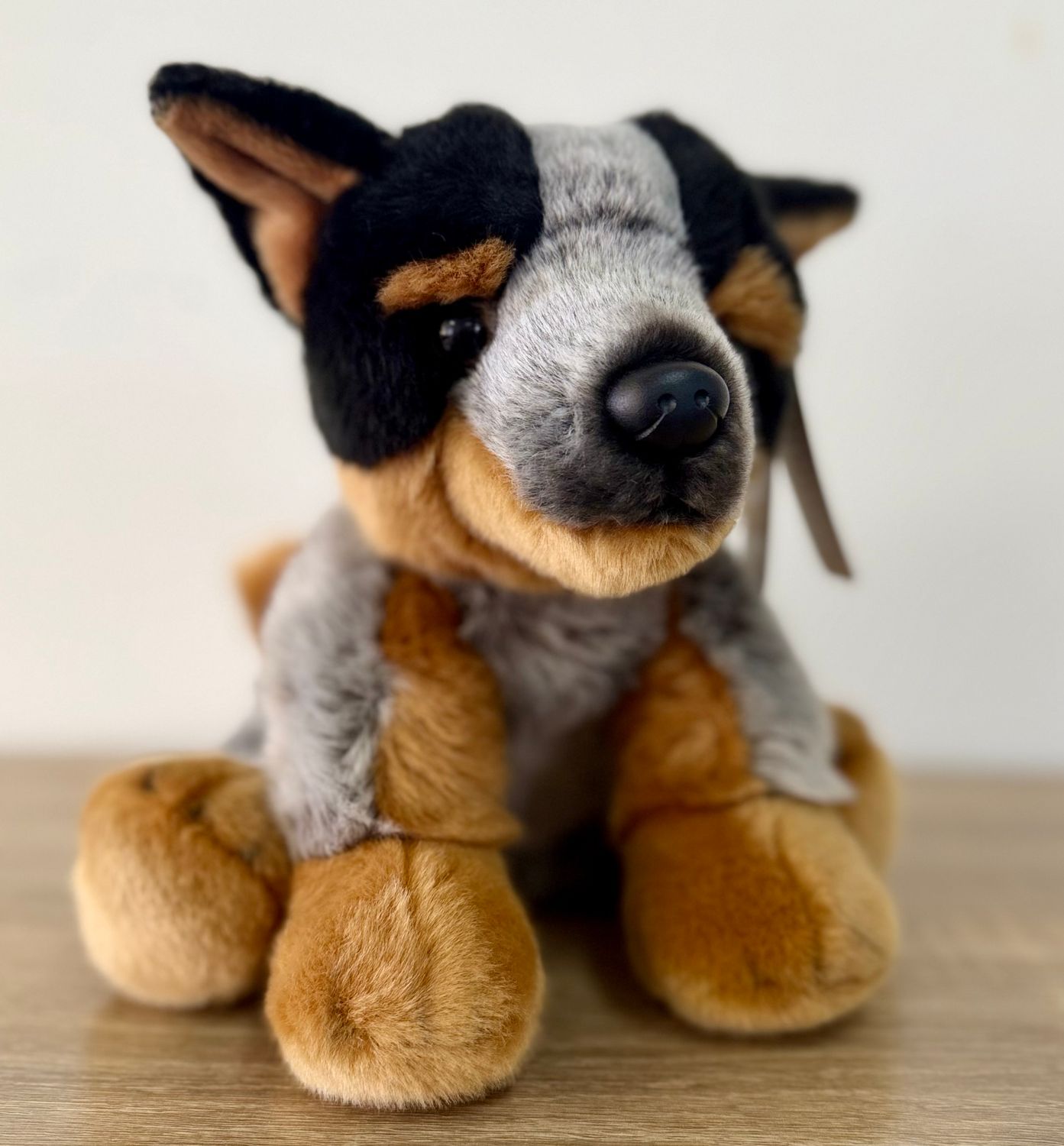 Cattle Dog Cattle Dog